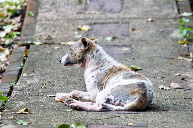 Mange in Dogs Northeast Animal Hospital